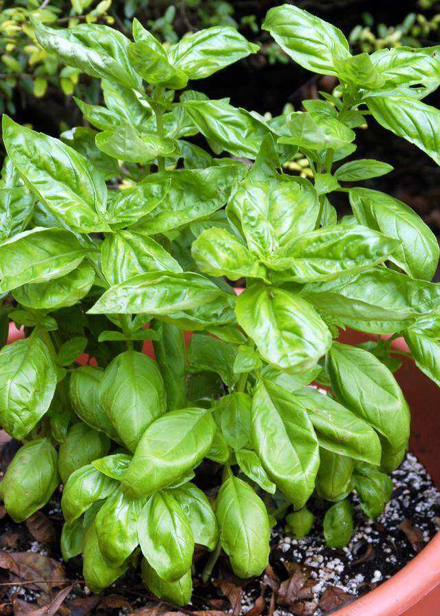 Basil in all its varieties is a beautiful container plant.